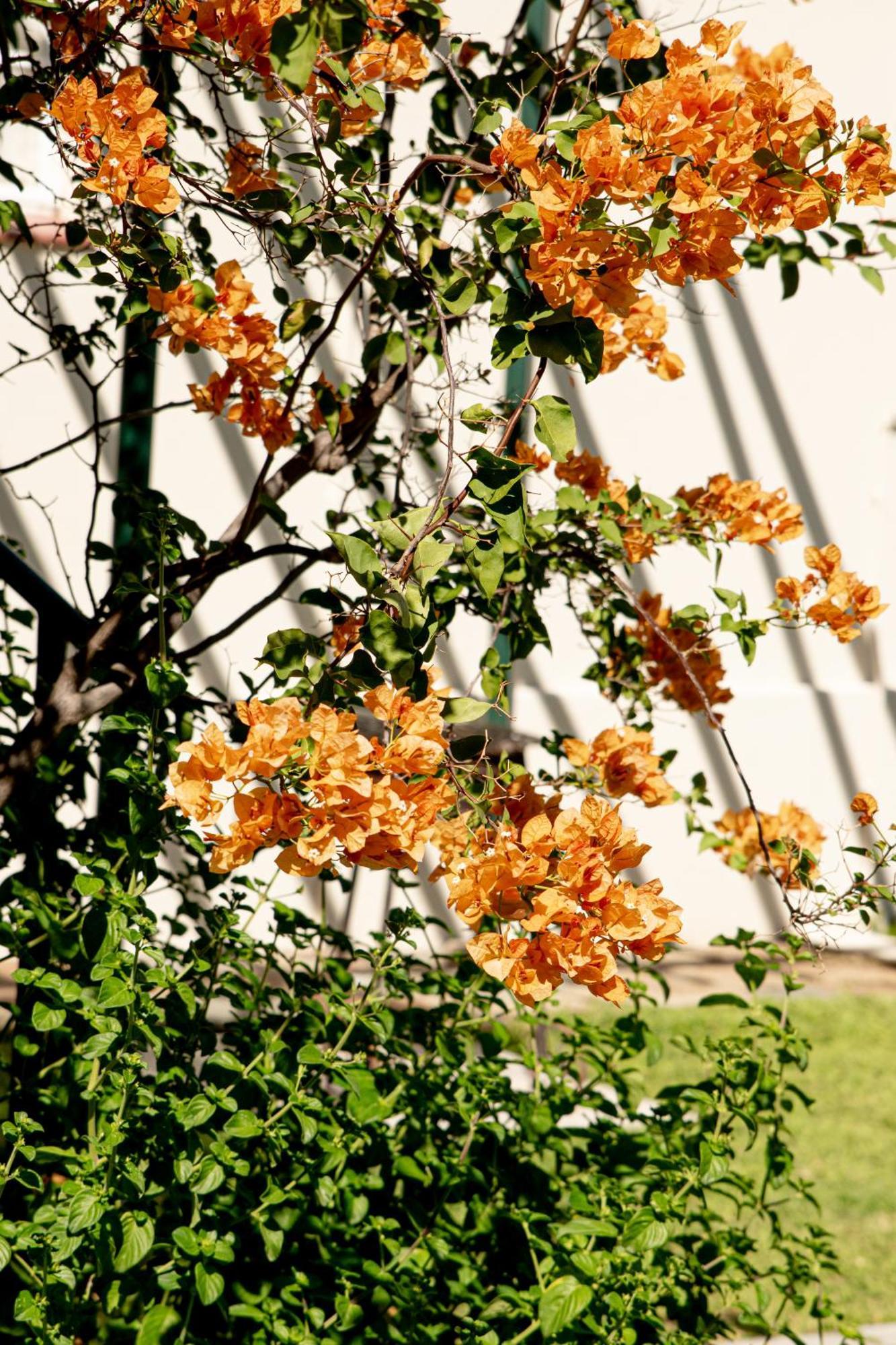 4 Rothman Street B&B กราฟฟ์-เรเน็ต ภายนอก รูปภาพ
